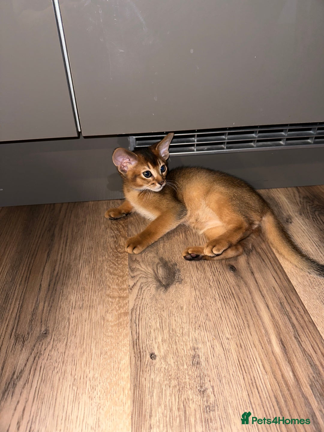 Abyssinian cats for sale: Last 3 kittens left ♥️💙 - Image 3