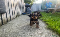Airedale Terrier dogs for sale: Airedale Terrier Puppy 9 - Quality Airedale terrier pups - Image 5