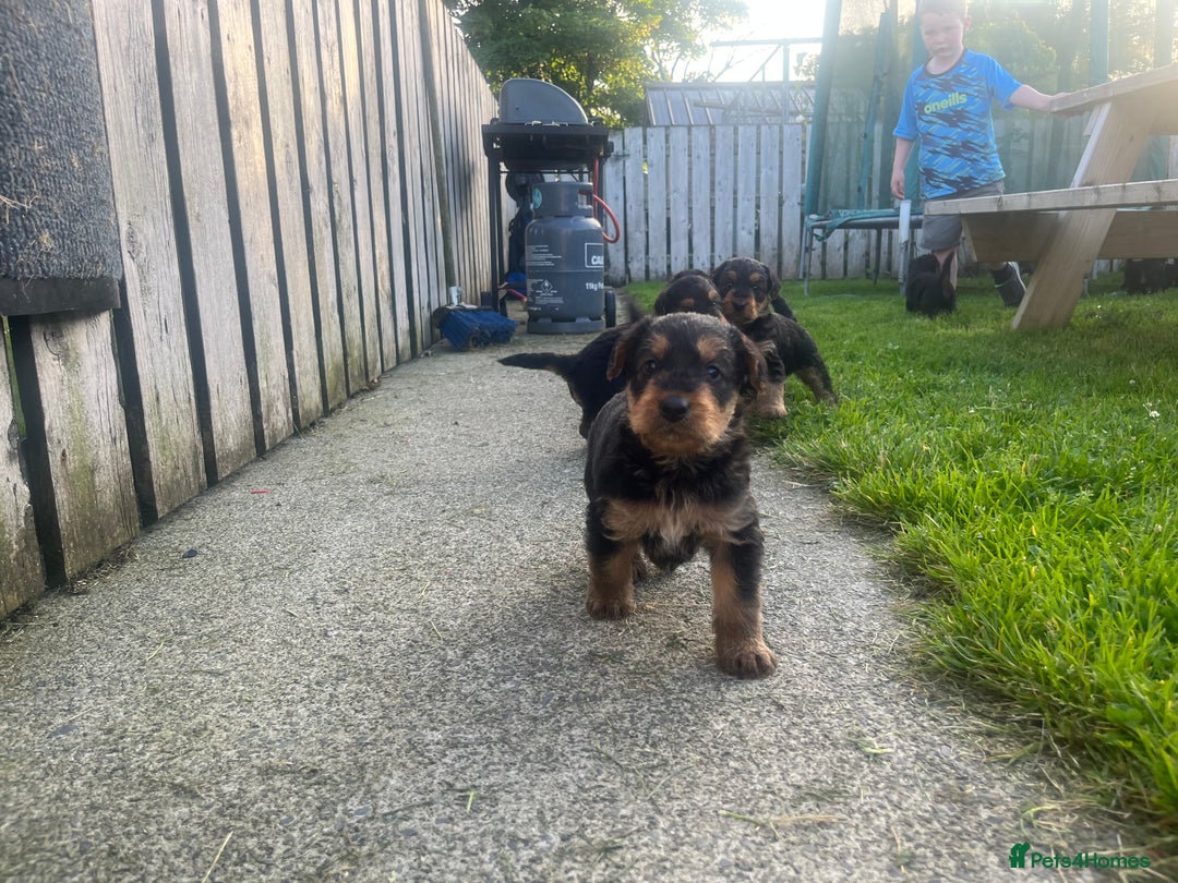 Airedale Terrier dogs for sale: Airedale Terrier Puppy 9 - Quality Airedale terrier pups - Image 5