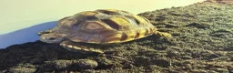 Tortoise reptiles for sale: Sulcata tortoise in Burntwood - Advert 3