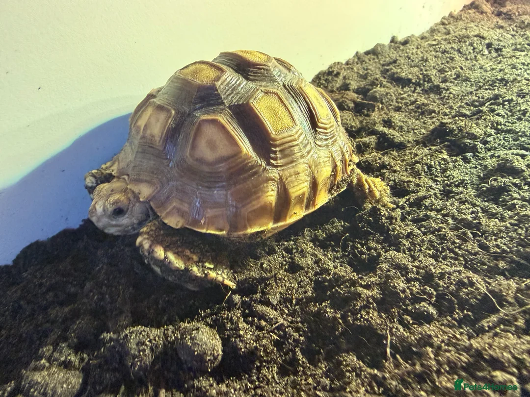Tortoise reptiles for sale: Sulcata tortoise in Burntwood - Advert 3
