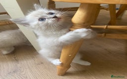 Ragdoll cats for sale: Stunning ragdoll kittens - Image 8