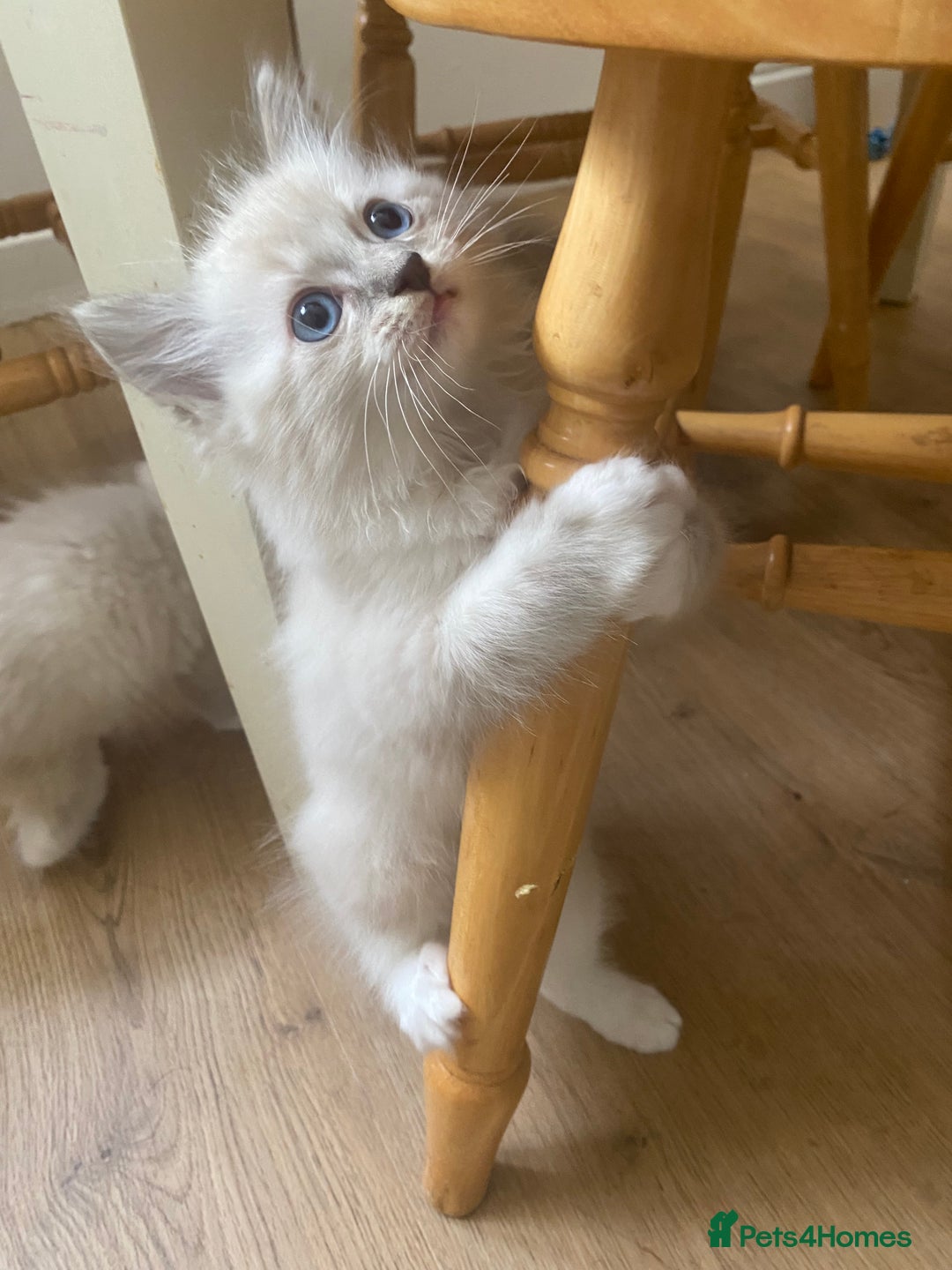 Ragdoll cats for sale: Stunning ragdoll kittens - Image 8