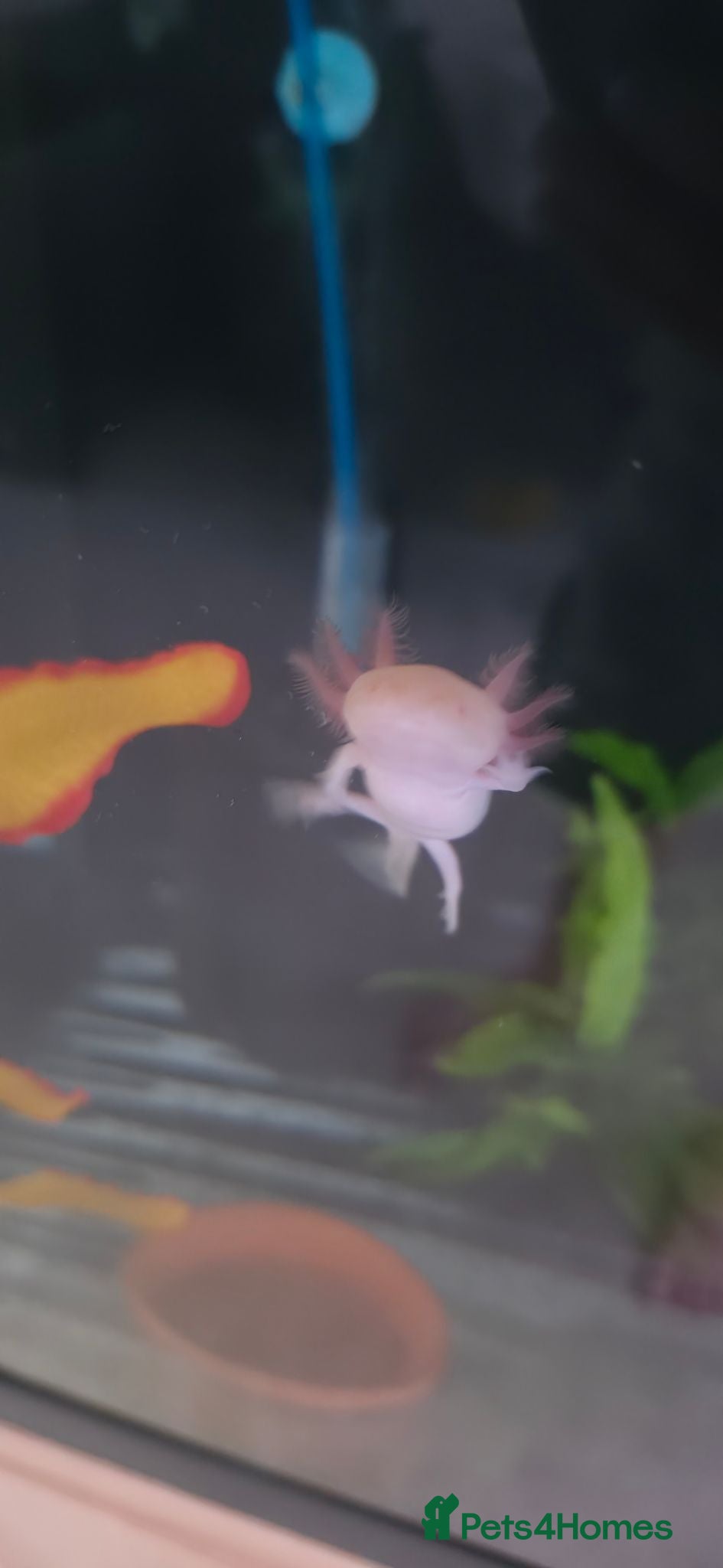 Axolotl reptiles Golden Albino Axolotl  - Advert 10