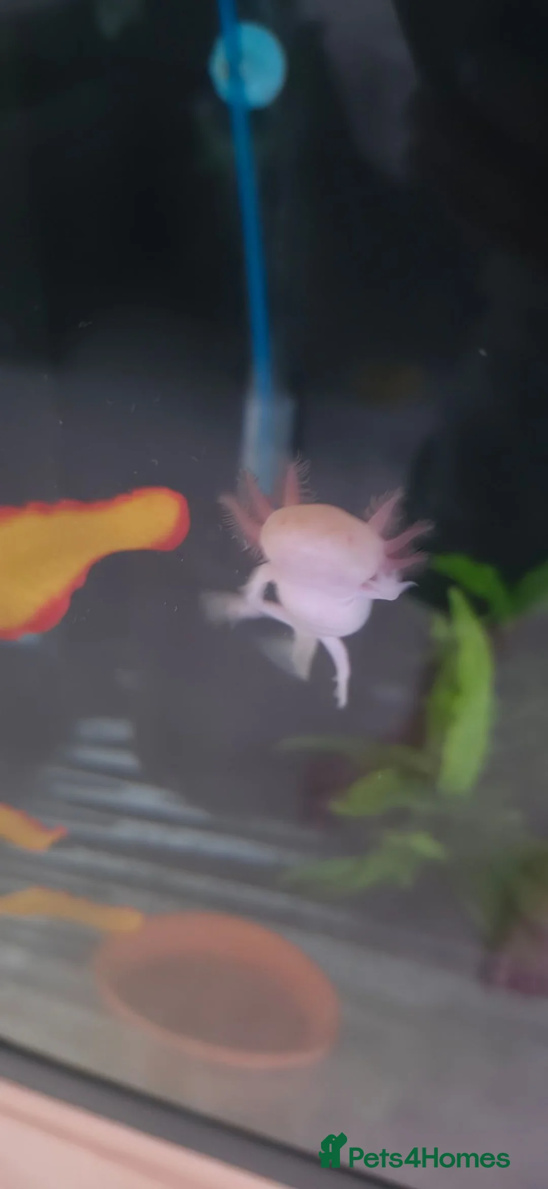 Axolotl reptiles for sale: Golden Albino Axolotl  - Advert 1