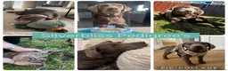 Labrador Retriever dogs for sale: 🌸Extensively health tested KC silver Labrador’s🌸 - Advert 8
