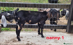 Goats livestock for sale: Pedigree Anglo Nubian Kids (disbudded) - Image 8