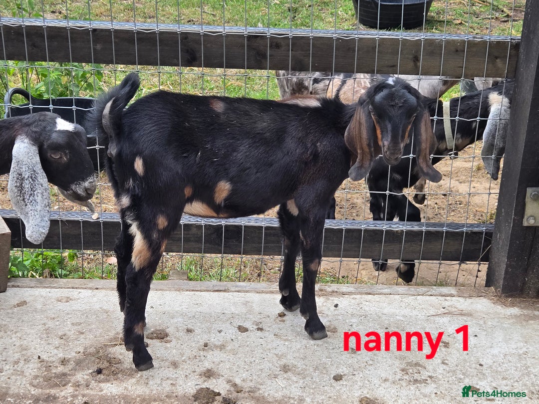 Goats livestock for sale: Pedigree Anglo Nubian Kids (disbudded) - Image 8