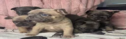 French Bulldog dogs for sale: 5 Beautiful Fluffy Carrier French Bulldog Puppies  - Advert 6