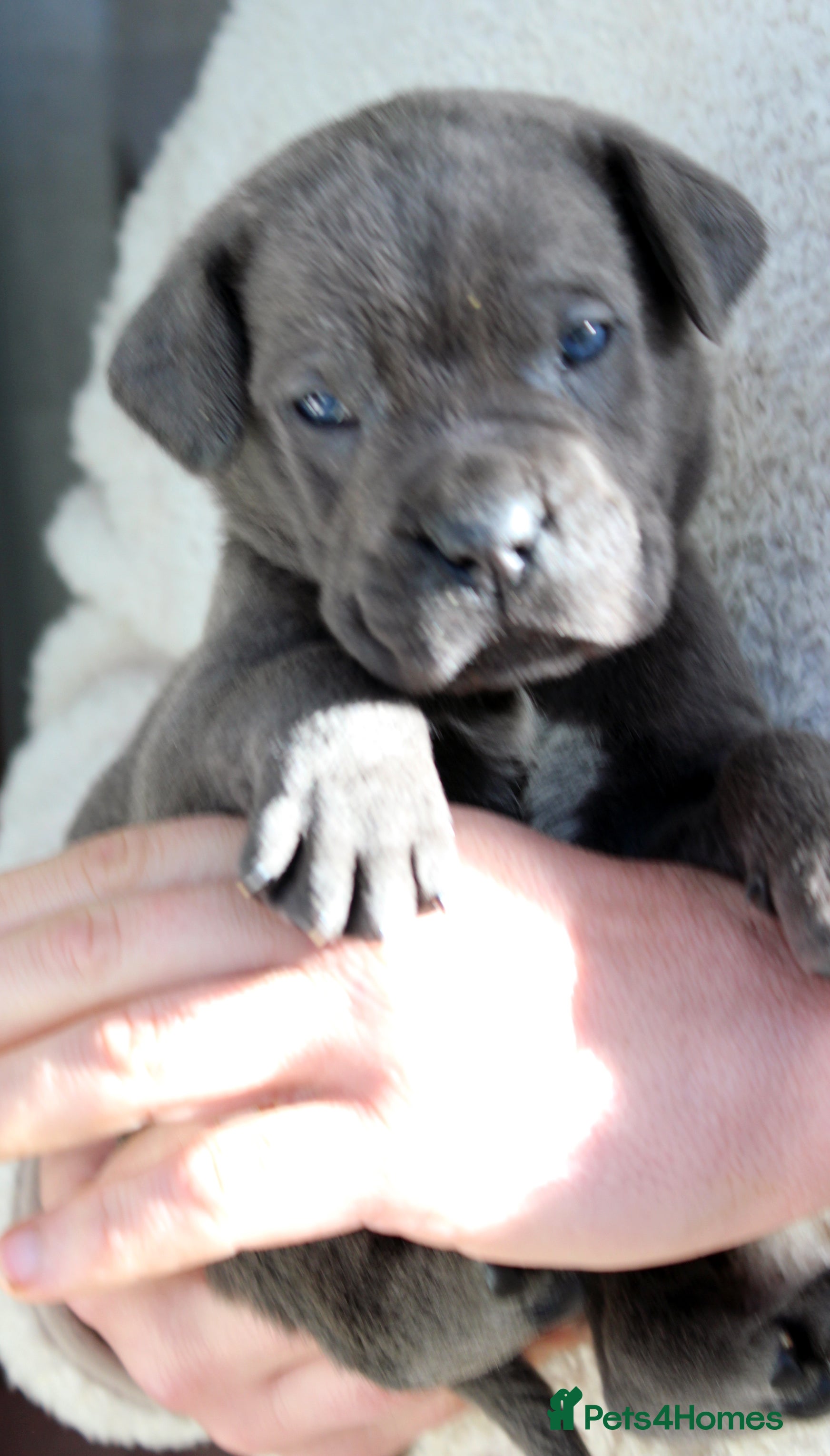 Cane Corso dogs Cane Corso Puppies from Exceptional Bloodlines - Advert 14
