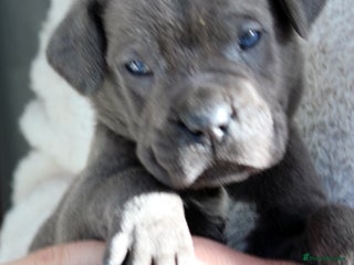 Cane Corso dogs Cane Corso Puppies from Exceptional Bloodlines - Advert 15