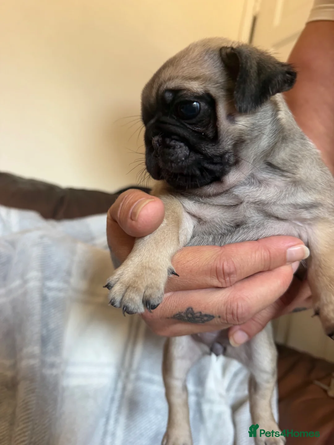Pug dogs for sale: Pug puppies  - Advert 2