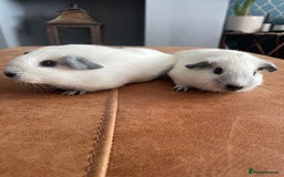 Guinea Pig rodents for sale: Two Female baby Californian point guineas - Image 4