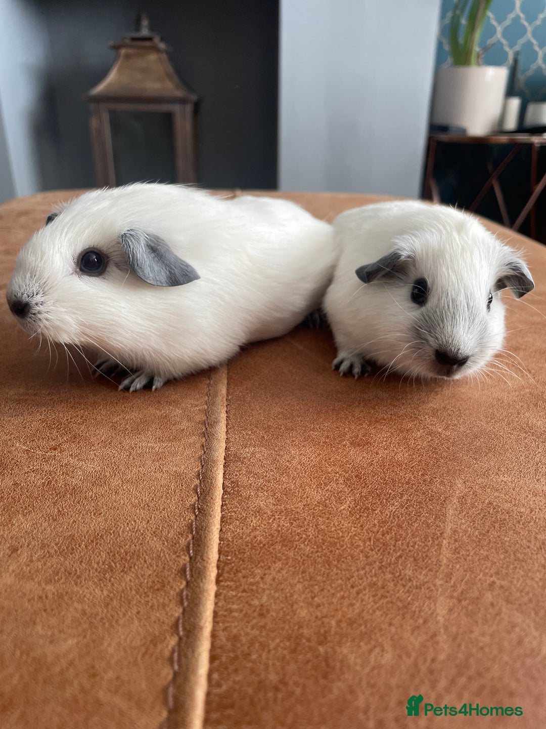 Guinea Pig rodents for sale: Two Female baby Californian point guineas - Image 4