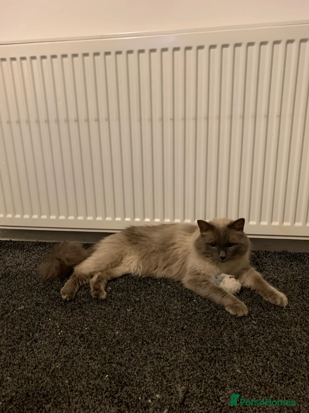 Ragdoll cats for stud: TICA/GCCF Active The famous ROMEO Blue Point STUD! in Tipton - Advert 8