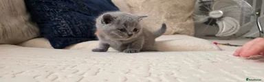 British Shorthair Kitten 2