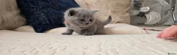 British Shorthair cats for sale: 😍BEAUTIFUL BRITISH SHORTHAIR KITTENS FOR SALE 😸  in Huntingdon - Advert 9