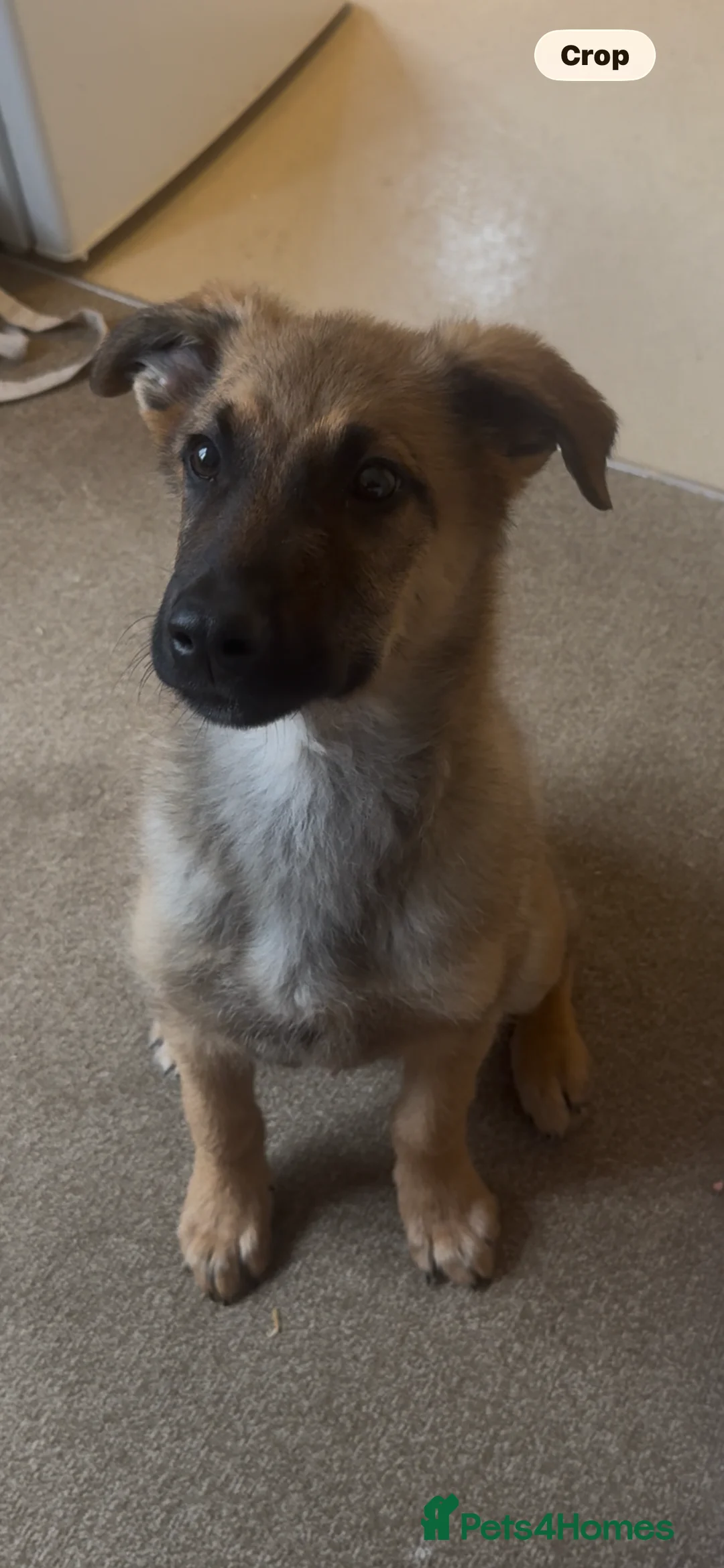 Mixed Breed dogs for sale: 5 month Belgium Mali x Rottweiler - Advert 2