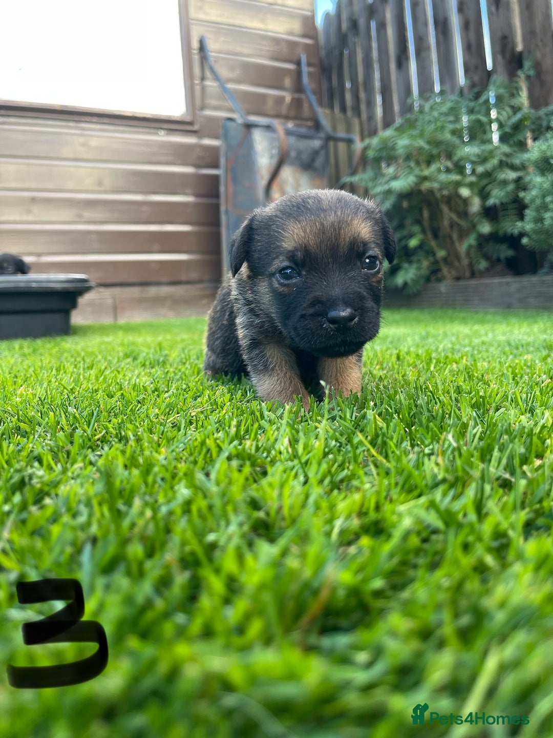 Border Terrier dogs for sale: Border Terrier Puppies  - Image 12