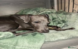 Italian Greyhound dogs for sale: Our Beautiful Iggy Looking for His Perfect Home 🤍 - Image 3