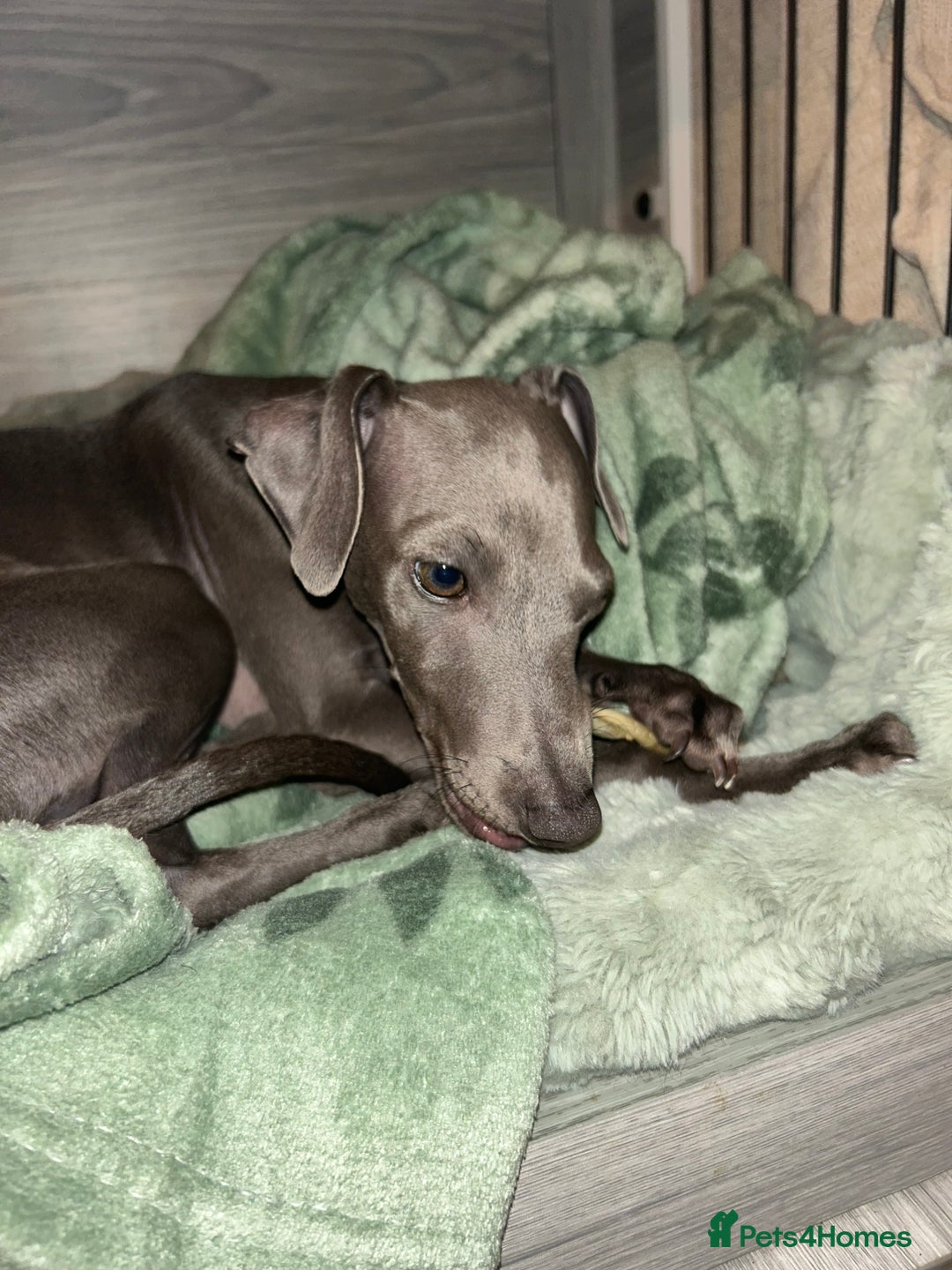 Italian Greyhound dogs for sale: Our Beautiful Iggy Looking for His Perfect Home 🤍 - Image 3