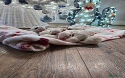 Dalmatian dogs for sale: beautiful dalmatian puppies - Advert 5