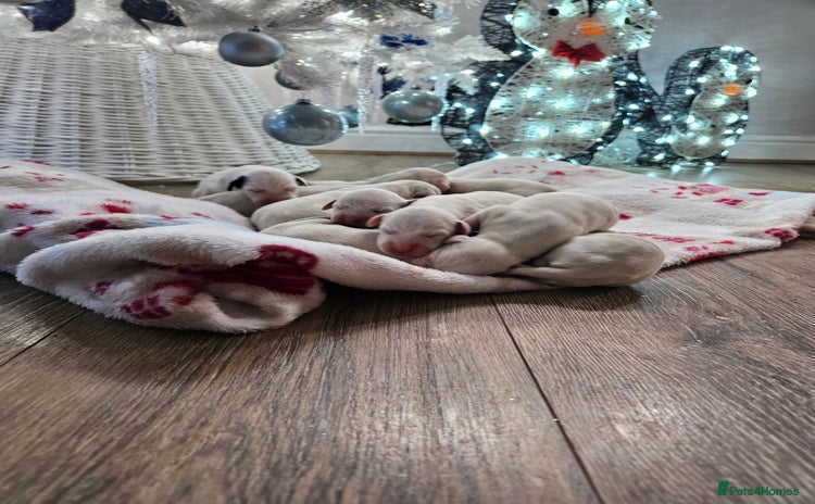 Dalmatian dogs beautiful dalmatian puppies - Advert 11