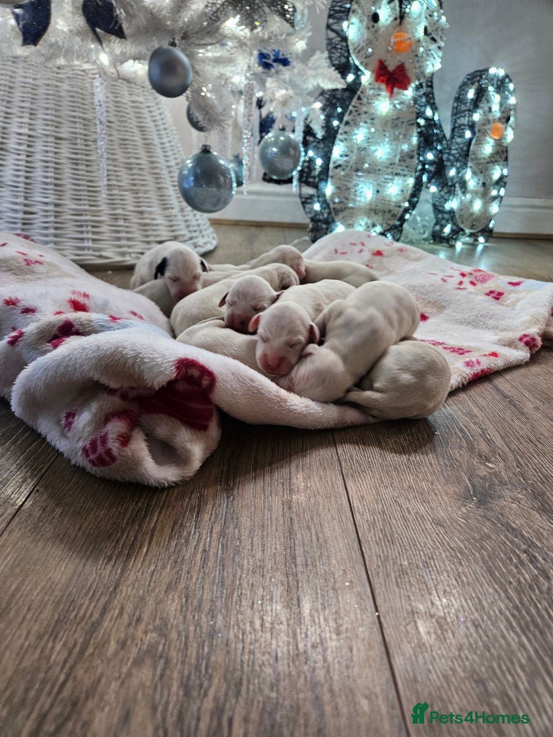 Dalmatian dogs for sale: beautiful dalmatian puppies - Advert 5