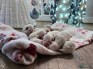 Dalmatian dogs beautiful dalmatian puppies - Advert 4