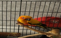 Parrots birds for sale: Breeding pair Sun Conure - Image 4