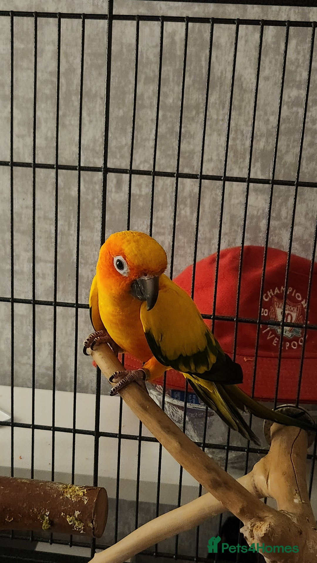 Parrots birds for sale: Breeding pair Sun Conure - Image 4