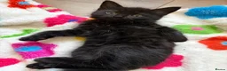 Mixed Breed cats for sale: Stunning fluffy black Girl  - Advert 6