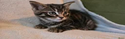 Mixed Breed cats for sale: 3 kittens for sale ready now - Advert 4