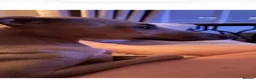 Italian Greyhound dogs for sale: BEAUTIFUL ITALIAN GREYHOUND PUPPIES  - Advert 34