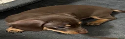 Miniature Dachshund dogs for sale: Stunning Miniature Dachshund Babies 💙🩷🩷🩷 - Advert 24