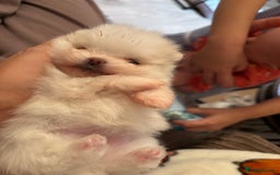 Pomeranian dogs for sale: Mini/ tea cup white girl Pomeranian  - Image 1