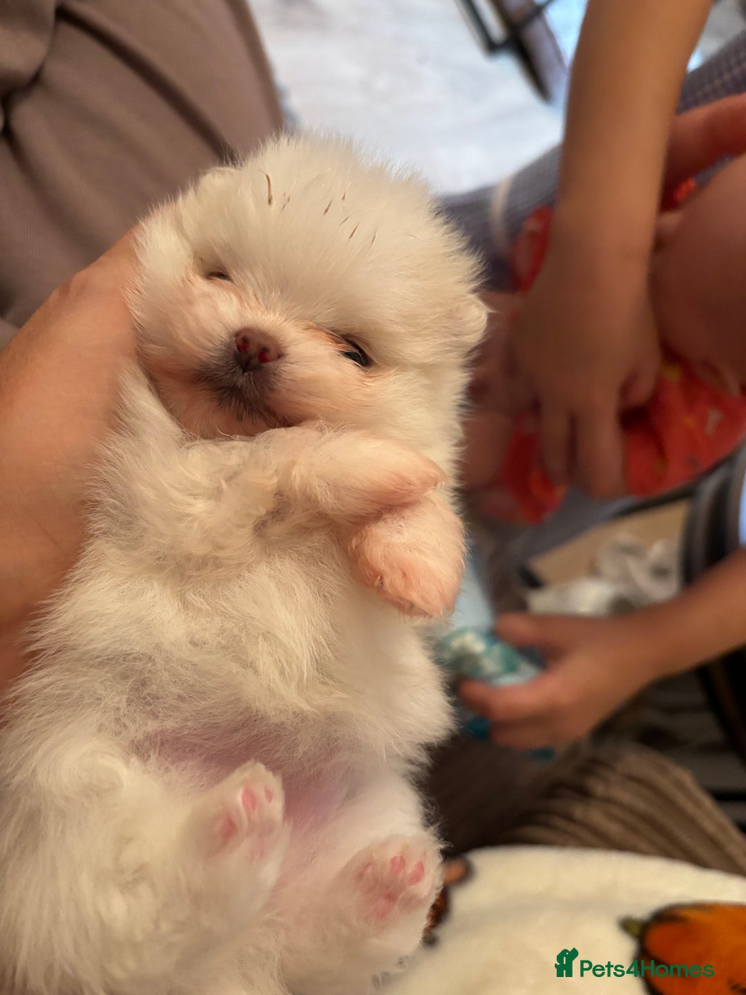 Pomeranian dogs for sale: Mini/ tea cup white girl Pomeranian  - Image 1