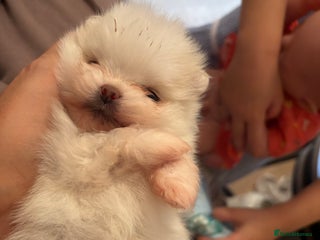 Pomeranian dogs - Advert 18