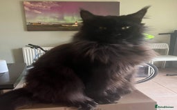 Maine Coon cats for sale: Gorgeous maine coon kittens - Image 15