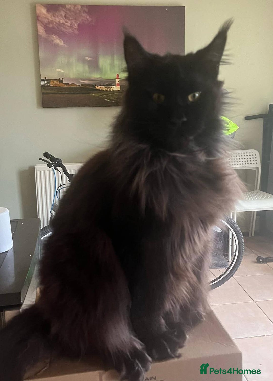 Maine Coon cats for sale: Gorgeous maine coon kittens - Image 15