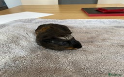 Guinea Pig rodents for sale: Crested Tri Colour Male Guinea Pig - Image 1