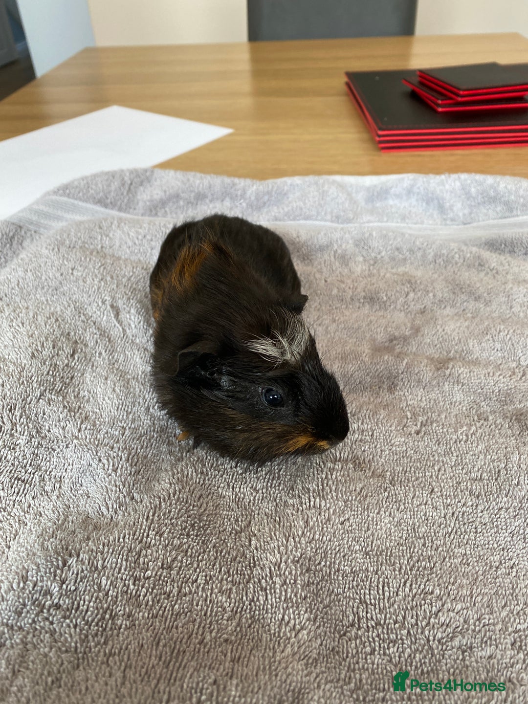 Guinea Pig rodents for sale: Crested Tri Colour Male Guinea Pig - Image 1