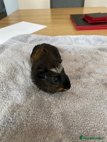 Guinea Pig rodents - Advert 1