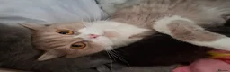 Mixed Breed cats for sale: British longhair x Ragdoll - Advert 1