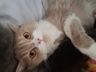 Mixed Breed cats British longhair x Ragdoll - Advert 3