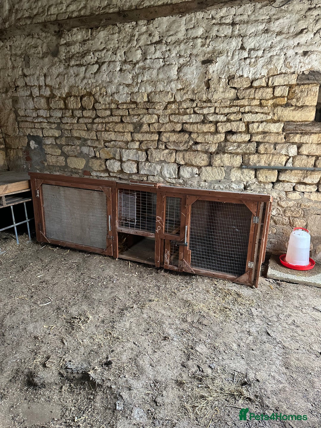 Mini Lop rabbits for sale: Home waiting for some bunnies  - Image 3