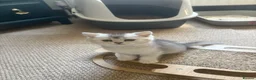 Scottish Fold cats for sale: ❤️SCOTTISH FOLD/STRAIGHTS SILVER CHINCHILLA ❤️ - Advert 12
