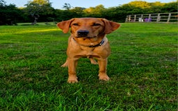 Labrador Retriever dogs for sale: Beautiful labrador Girl - Image 2
