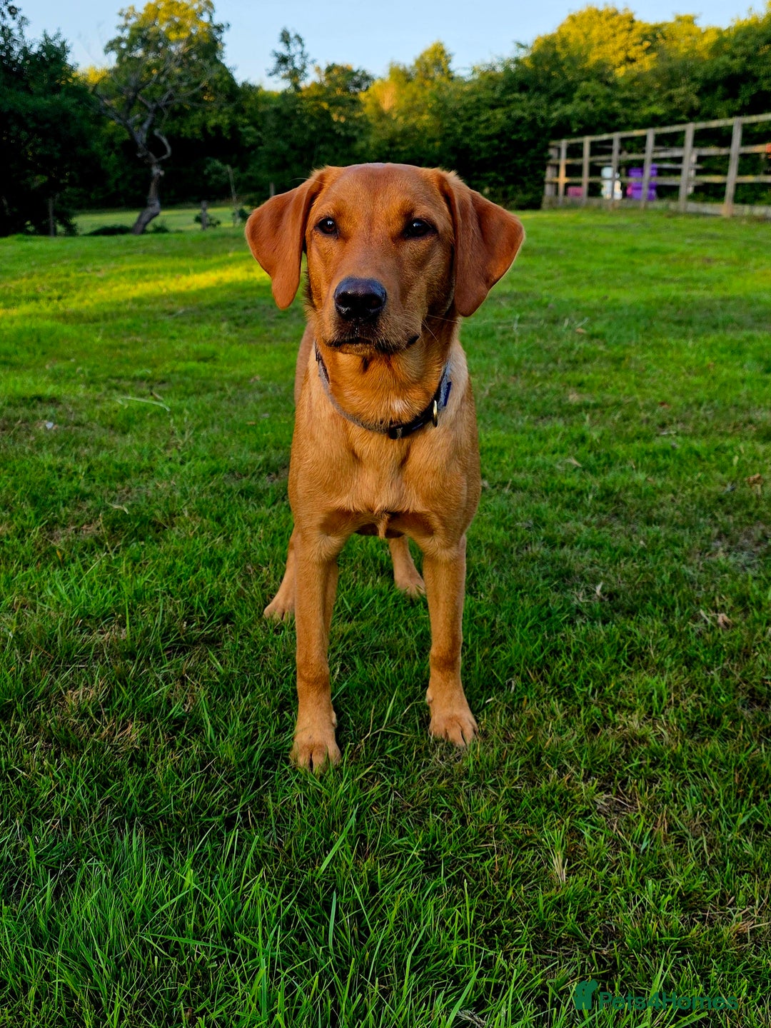 Labrador Retriever dogs for sale: Beautiful labrador Girl - Image 2