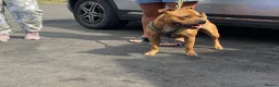 Staffordshire Bull Terrier dogs for stud: KC Registered Red Staffordshire Bull Terrier Stud in Crawley - Advert 5
